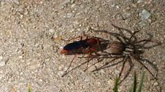 Tachypompilus ferrugineus