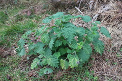 Urtica thunbergiana