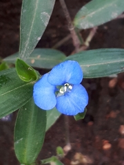 Commelina tuberosa