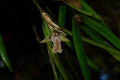 Scaphyglottis punctulata