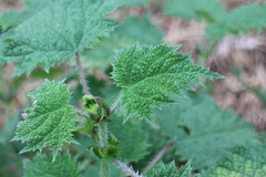 Urtica thunbergiana