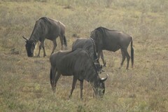 Connochaetes taurinus albojubatus