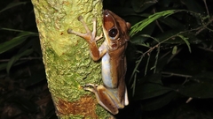 Nyctimantis brunoi