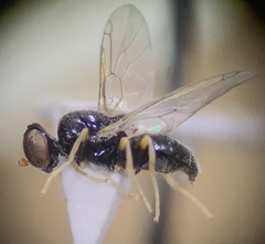 Stratiomyomorpha