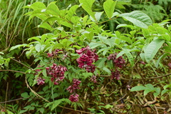 Wisteriopsis reticulata