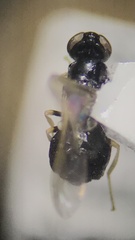 Stratiomyomorpha
