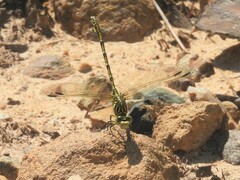 Ceratogomphus pictus