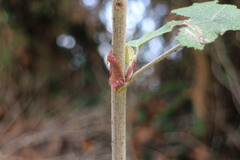 Rubus formosensis