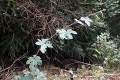 Rubus formosensis