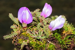 Astragalus uniflorus