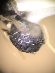 Stratiomyomorpha