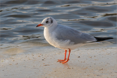 Chroicocephalus ridibundus