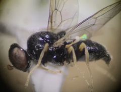 Stratiomyomorpha
