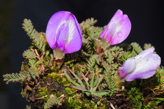 Astragalus uniflorus