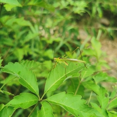 Phaneroptera falcata