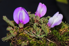 Astragalus uniflorus