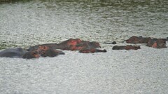 Hippopotamus amphibius