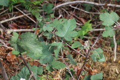 Rubus formosensis