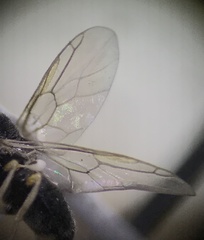 Stratiomyomorpha