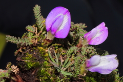Astragalus uniflorus