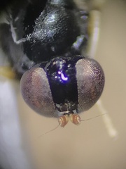 Stratiomyomorpha