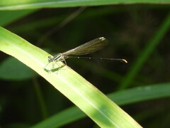 Allocnemis leucosticta