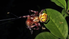 Araneus venatrix