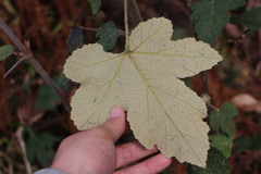 Rubus formosensis