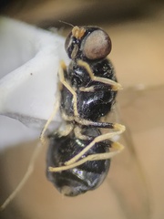Stratiomyomorpha