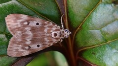 Sommeria marchalii
