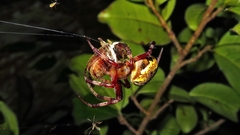 Araneus venatrix