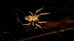 Araneus venatrix