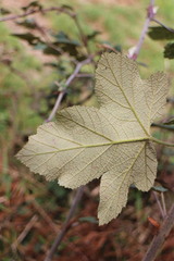 Rubus formosensis
