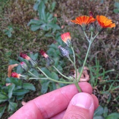 Pilosella aurantiaca