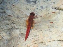Crocothemis sanguinolenta