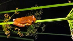 Dendropsophus elegans