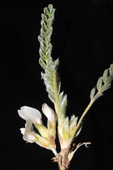 Astragalus pickeringii