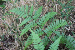Diplazium laxifrons