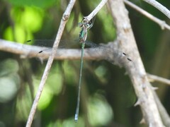 Chlorolestes tessellatus