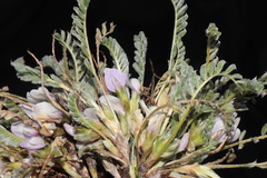 Astragalus pickeringii