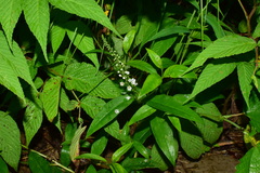 Lysimachia fortunei