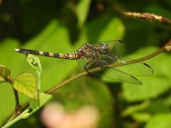 Orthetrum julia