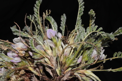 Astragalus pickeringii