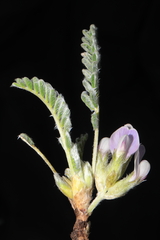 Astragalus pickeringii