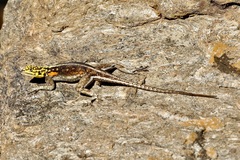 Agama planiceps