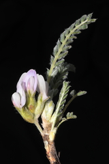 Astragalus pickeringii