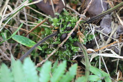 Diplazium laxifrons