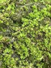 Zygodon viridissimus