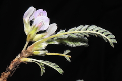 Astragalus pickeringii