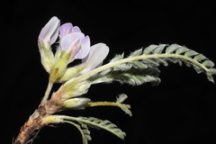 Astragalus pickeringii